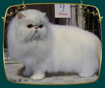 Sire: Cattrax Evening Shade PER n  Dam: IC S* Athelstone�s Frostflake PER w 62