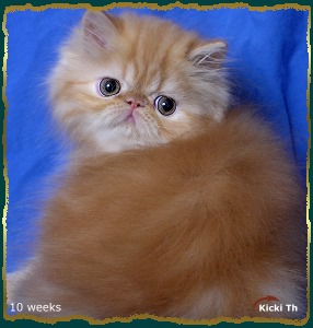 Sire: EC/EP (N) Li Tai Pu�s Zirkolloy,  DM DSM PER d   Dam: S*Walkie-Talkie�s Jaqueline  PER w 61