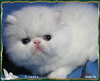 Sire: EC (N) Li Tai Pu�s Zirkolloy,  DM DSM PER d   Dam: CH Boggie�s Lilla M�rtha  PER w 62