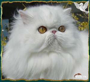 Sire: EC (N) Li Tai Pu�s Zirkolloy,  DM DSM  PER d   Dam: Boggie�s Walkie Talkie,  DM   PER w 62