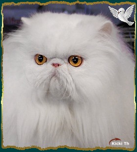 Sire: EC (N) Li Tai Pu�s Zirkolloy,  DM DSM PER d   Dam: Boggie�s Walkie Talkie,  DM   PER w 62