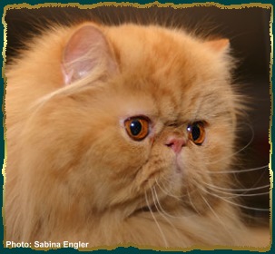 Sire: S*Abraxa's Ronin PER d   Dam: Boggie's Kalinka  PERd