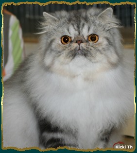 Sire: EC/EP (N) Li Tai Pu�s Zirkolloy,  DM DSM PER d   Dam: CH S*Ad�lia's Keep on Moving  PER ns 22 62