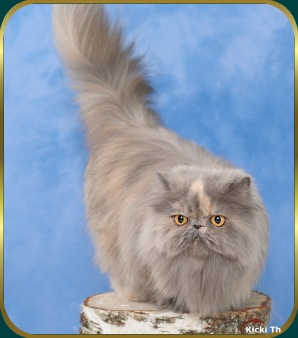 Sire: Cattrax Evening Shade  PER n  Dam: S*Athelstones Raindrop  PER f