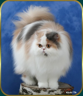 Sire: EC Boggie's Busknattte  PER a 03   Dam: S*Nightingale�s Waltzing Mathilda  PER e 03