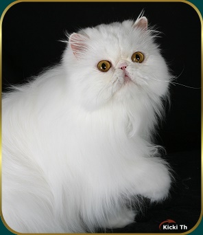 Sire: EC (N) Li Tai Pu's Zirkolloy, DM DSM  PER d   Dam: S*P�rlemor's White Beauty, DM  PER w 62