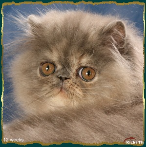 Sire: EC/EP (N) Li Tai Pu�s Zirkolloy,  DM DSM PER d   Dam: S*Walkie-Talkie�s Jaqueline  PER w 61