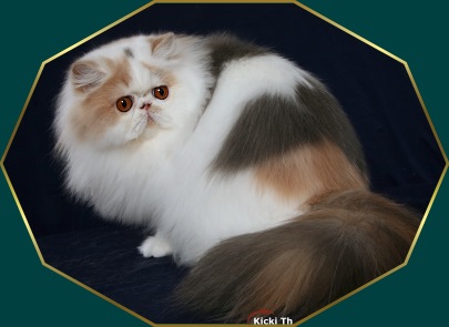 Sire: S*Barrac Palinkas Take A Chance On Me  , PER e 01   Dam: S*Barrac Palinkas Zamba Queen  , PER n 02. Parents tested free of PKD with DNA-test.Tested free of HCM with Ultrasound test 2006 and 2008.