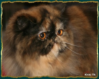 Sire: CH S*Ellesse You Pay I Play, PER e  Dam: S*P�rlemor's Sparkling Pearl , PER w 62
