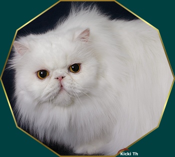 Sire: GIC Boggie�s Crust On Snow  PER w 62   Dam: IC S*Valleberga�s Prime Princess   PER a.   Tested free of PKD with DNA-test.Tested free of HCM with Ultrasound test 2006. Pure persian pedigree.
