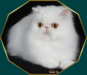 Sire: EC&IP (N) Li Tai Pu�s Zirkolloy,  DM DSM PER d   Dam: Boggie�s Exquisite Tingeling   PER w 62.   Tested free of PKD with DNA-test. Pure persian pedigree.