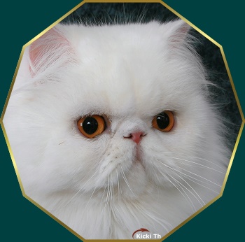 Sire: GIC Boggie�s Crust On Snow  PER w 62   Dam: IC S*Valleberga�s Prime Princess   PER a.   Tested free of PKD with DNA-test. Pure persian pedigree.