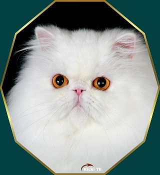 Sire: IC Boggie's Prince of White  PER w 62   Dam: CH Hassellidens Smoke Fragantia   PER fs.   Tested Free of PKD with  DNA-test. Pure persian pedigree