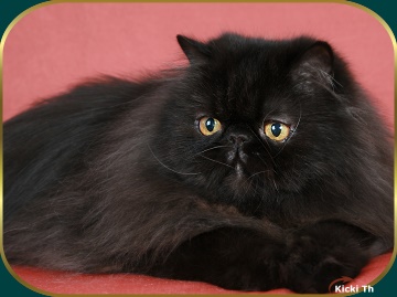 Sire: IC Jackpot av Mushanga (N) PER d,  Dam: (N) Mushanga Peppermint  PER f