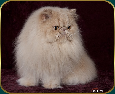 Sire: IC Boggie�s Prince of White  PER w 62   Dam: S*Malawis Mynta PER es.  Tested free of PKD with DNA-test. Tested free of HCM with Ultrasound test 2006. Pure persian pedigree.