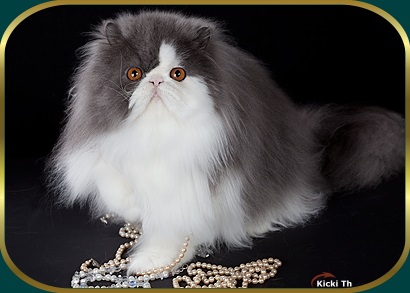 Sire: Boggie�s Wiseguy, PER a 03   Dam: S*Shi-Loh's Tahani, PER f 03 Both Parents tested Free of PKD with DNA-test. Pure Persian Pedigree.