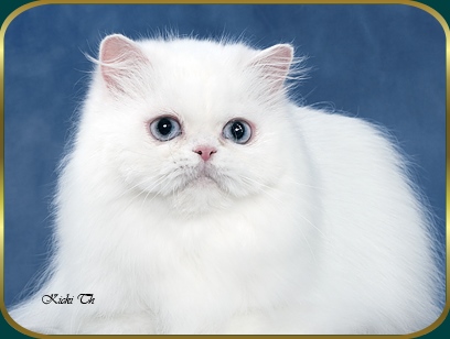 Sire: Boggie's After Ski  PER w 62   Dam: S*Kramkatten's Sweet Pepsi PER f 03.   Tested free of PKD with DNA-test.  Pure persian pedigree.