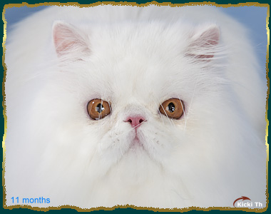 Sire: CH S* Ambras Swede L Hamilton, PER e  Dam: CH Boggie's Lilla M�rtha, PER w 62