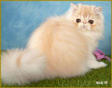 Mor: CH S*IxiDixi's Ghost Whisperer JW, PER ds 22 62  Far: IC S*Ambras Swede L Hamilton, PER e