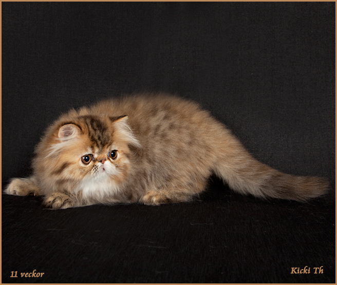 Mor: CH S*IxiDixi's Ghost Whisperer JW, PER ds 22 62  Far: S*Kattakombens Zeus, PER a 24