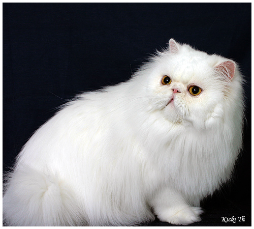 Sire: GIC Boggie�s Crust On Snow  PER w 62   Dam: IC S*Valleberga�s Prime Princess   PER a.   Tested free of PKD with DNA-test.Tested free of HCM with Ultrasound test 2006. Pure persian pedigree.
