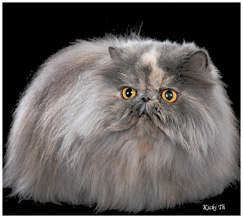 Sire: Cattrax Evening Shade  PER n  Dam: S*Athelstones Raindrop  PER f