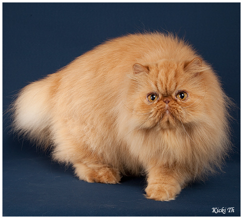 Sire: EC&IP (N) Li Tai Pu�s Zirkolloy,  DM DSM PER d   Dam: Boggie�s Edelweiss  PER w 62.   Tested free of PKD with DNA-test.  Pure persian pedigree.