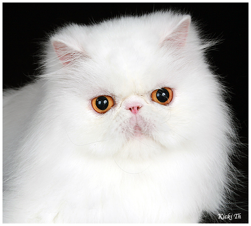 Sire: EC Li Tai Pu's Zirkolloy, PER d  Dam: Boggie's Exquisite Tingeling, PER w 62