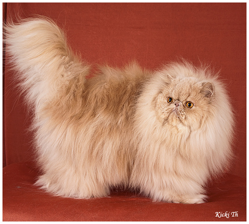 Sire: IC Boggie´s Prince of White  PER w 62   Dam: S*Malawis Mynta PER es.  Tested free of PKD with DNA-test. Tested free of HCM with Ultrasound test 2006. Pure persian pedigree.