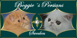 Boggie's Persians