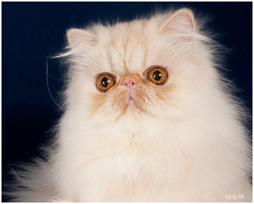 Sire: SW'08 & IC S*IxiDixi's More or Less, JW   PER d 22      Dam: S*IxiDixi's Baby Ghost   EXO fs 22 62 va