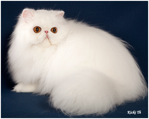 Sire: CH DK*Perli-Gems' Ebony Light PER e, Dam: SC S*Kappes Hypnotique PER w 62 